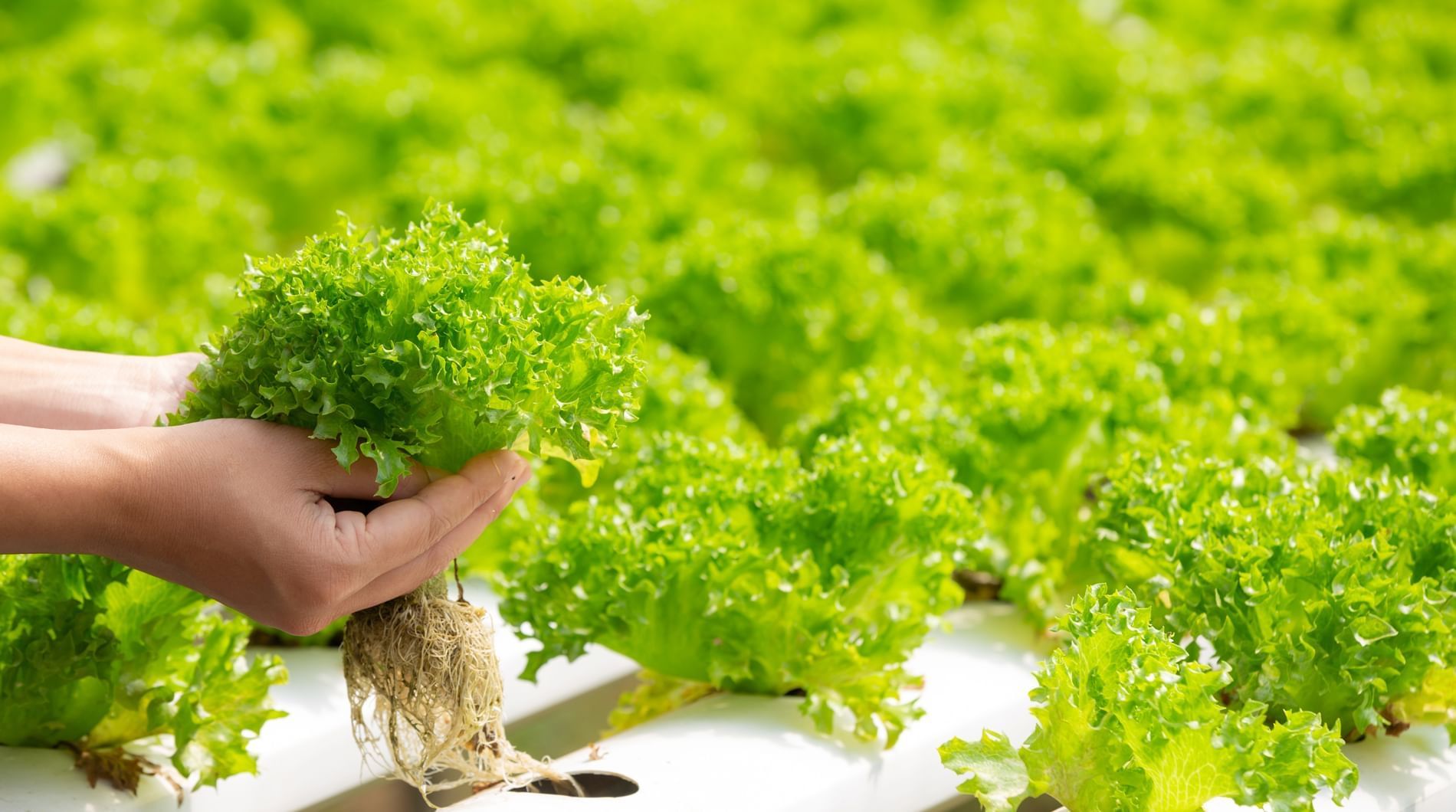 Close-up of a hand holding fresh lettuces at Sunway Lagoon
