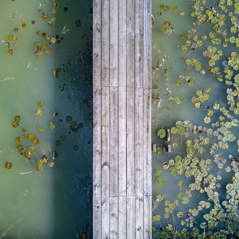 Wooden bridge over a pond with water lilies at Sunway Resort